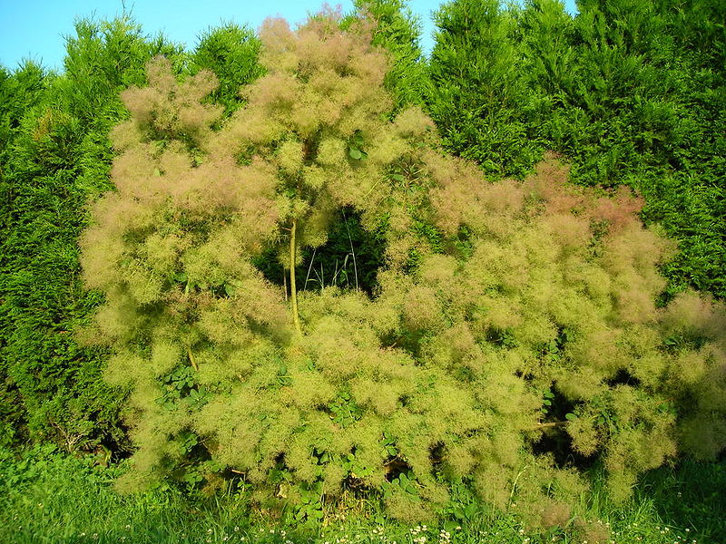 Cotinus coggygria